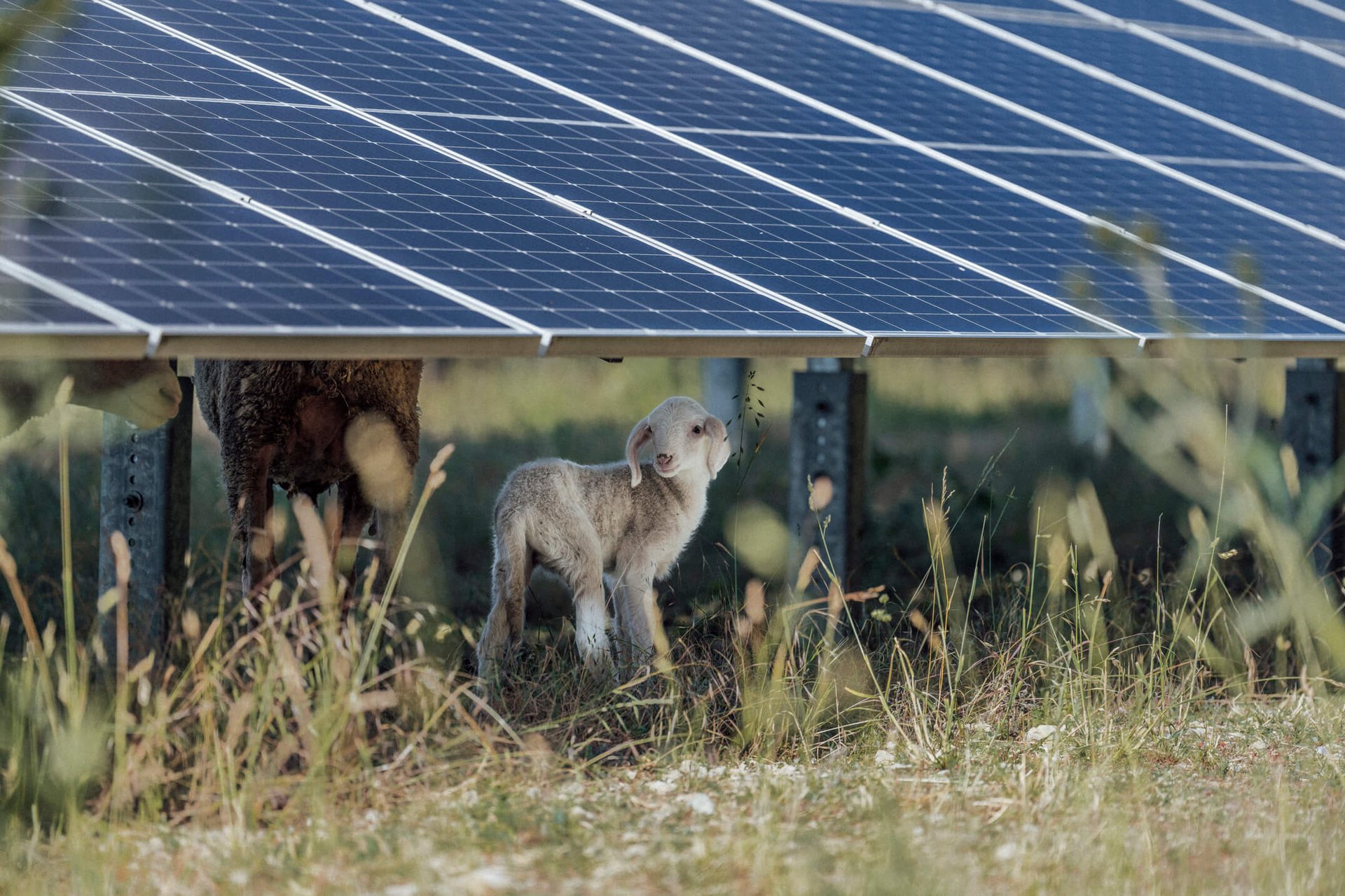 Solarpark Henschleben. Schafe weiden unter den Solarpanels.