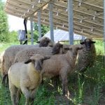 Schafe unter Solaranlagen im PV-Park Oberreidenbach