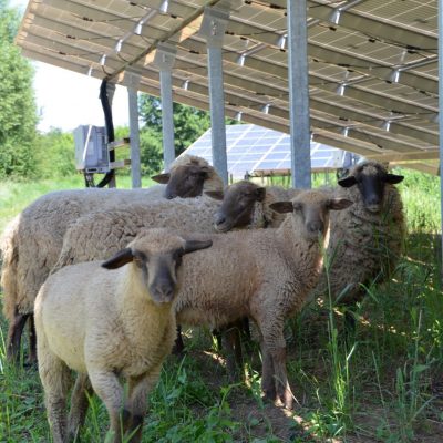 Schafe unter Solaranlagen im PV-Park Oberreidenbach